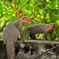 Mongoose and its baby Royalty Free Stock Photo