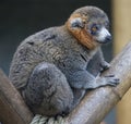 Mongoose lemur 1