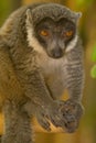 Mongoose Lemur Royalty Free Stock Photo