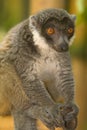 Mongoose Lemur Royalty Free Stock Photo