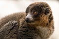 Mongoose lemur & x28;Eulemur mongoz& x29; showing canines