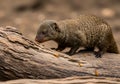 Mongoose on log Royalty Free Stock Photo