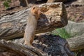 Mongoose with long faces and bodies, small, rounded ears, short legs, and long, tapering tails. Wildlife animals