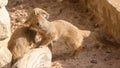 Mongoose at Marwell