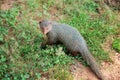 Mongoose in national park Yala