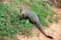 Mongoose in national park Yala