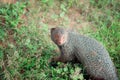 Mongoose in national park Yala