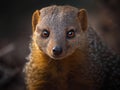 Mongoose portrait created with Generative AI technology