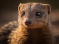 Mongoose portrait created with Generative AI technology