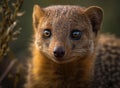 Mongoose portrait created with Generative AI technology