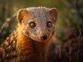 Mongoose portrait created with Generative AI technology