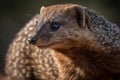 Mongoose portrait from south Africa. Generate ai