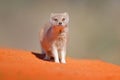 Mongoose in red sand, Kgalagadi, Botswana, Africa. Yellow Mongoose, Cynictis penicillata, sitting in sand with green vegetation. Royalty Free Stock Photo