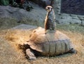 Mongoose sits on a turtle