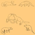 Mongoose. Sketch by hand. Pencil drawing by hand. Vector image. The image is thin lines. Vintage