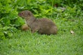 Mongoose