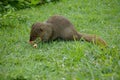 Mongoose