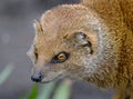 A mongoose is a small terrestrial carnivorous mammal belonging to the family Herpestidae. Royalty Free Stock Photo