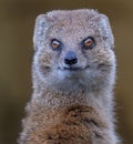 A mongoose is a small terrestrial carnivorous mammal belonging to the family Herpestidae. Royalty Free Stock Photo