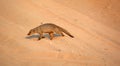 A mongoose is a small terrestrial carnivorous mammal Royalty Free Stock Photo