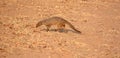 A mongoose is a small terrestrial carnivorous mammal Royalty Free Stock Photo