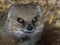 A mongoose is a small terrestrial carnivorous mammal Royalty Free Stock Photo