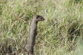 Mongoose standing Royalty Free Stock Photo