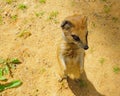 the mongoose stands on the ground on its hind legs