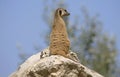 Mongoose suricate