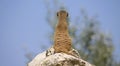 Mongoose suricate