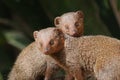 Mongoose twins