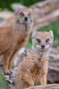 Mongoose watch Royalty Free Stock Photo