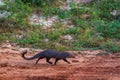 Mongoose in the Yala National Park, Sri Lanka