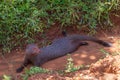 Mongoose in the Yala National Park, Sri Lanka