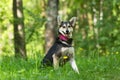 Mongrel black and red dog sitting in the green grass