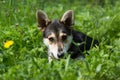 Mongrel black and red dog in the green grass