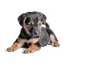 mongrel black and tan puppy lies on a white background Royalty Free Stock Photo