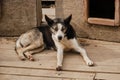 Concept of unnecessary abandoned animals. Kennel of northern sled dogs Alaskan husky in summer. Mongrel with blue eyes in wooden