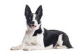 Mongrel dog black and white panting, crossed with a border collie, isolated on white Royalty Free Stock Photo