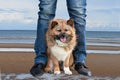 Mongrel dog has got himself in safety between the legs of his owner