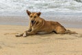 Mongrel dog lies on the seashore Royalty Free Stock Photo