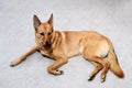 Mongrel dog lying on the floor Royalty Free Stock Photo