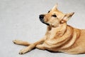 Mongrel dog lying on the floor Royalty Free Stock Photo