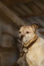 Fawn colored pretty mongrel dog. Mongrel dog guards the house. Dog sitting in a booth on the street