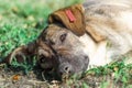 Mongrel dog resting on the grass in the sunlight Royalty Free Stock Photo