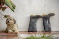 A mongrel dog rests beside a pair of dirty rubber boots Royalty Free Stock Photo