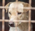 Mongrel dog with sad eyes in an iron cage Royalty Free Stock Photo