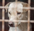 mongrel dog with sad eyes in an iron cage Royalty Free Stock Photo