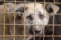 Mongrel dog with sad eyes in an iron cage Royalty Free Stock Photo