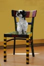 Mongrel dog sitting on a colorful painted chair